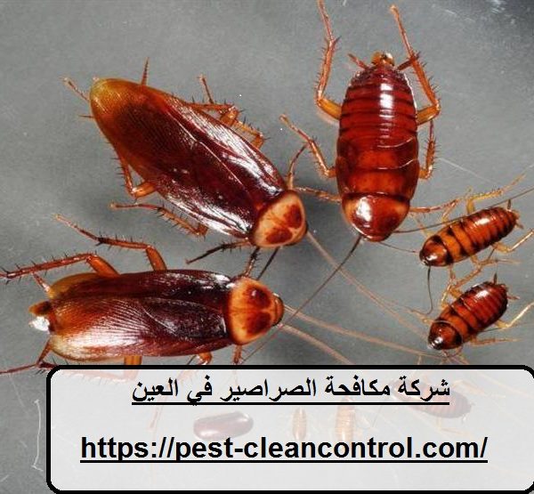 شركة مكافحة الصراصير في العين