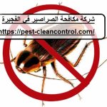شركة مكافحة الصراصير في الفجيرة