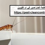 شركة مكافحة الصراصير في ام القيوين