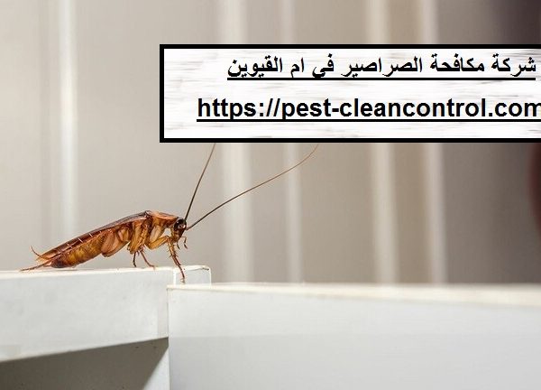 شركة مكافحة الصراصير في ام القيوين
