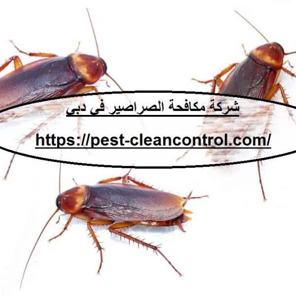 شركة مكافحة الصراصير في دبي