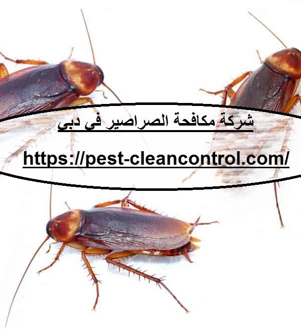 شركة مكافحة الصراصير في دبي