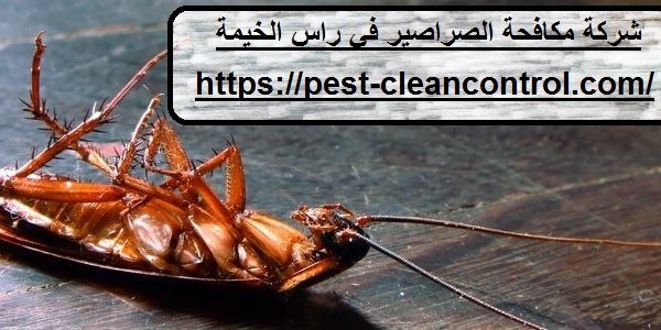 شركة مكافحة الصراصير في راس الخيمة