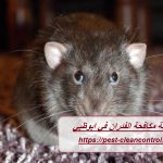 شركة مكافحة الفئران في ابوظبي