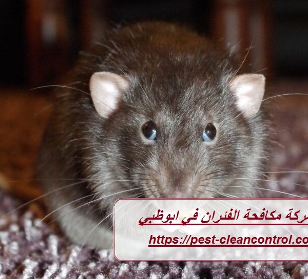 شركة مكافحة الفئران في ابوظبي شركة مكافحة الفئران في ابوظبي