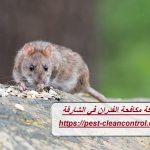 شركة مكافحة الفئران في الشارقة