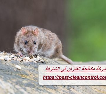 شركة مكافحة الفئران في الشارقة