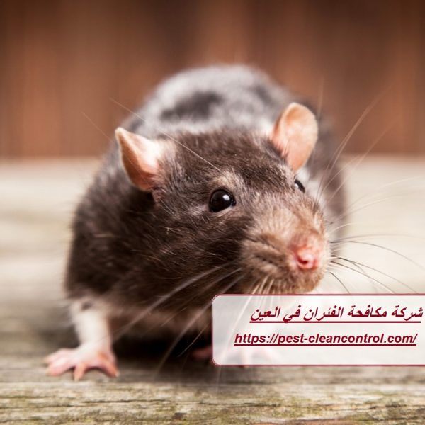 شركة مكافحة الفئران في العين