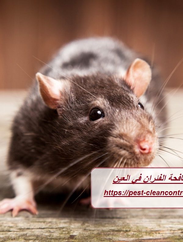 شركة مكافحة الفئران في العين