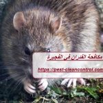 شركة مكافحة الفئران في الفجيرة