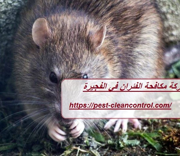 شركة مكافحة الفئران في الفجيرة