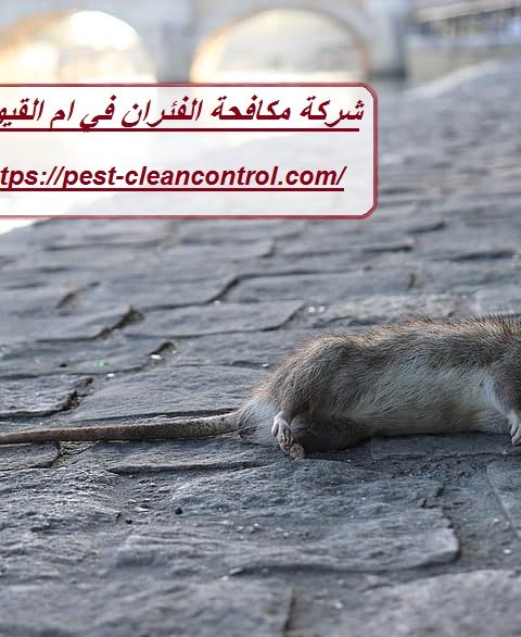 شركة مكافحة الفئران في ام القيوين شركة مكافحة الفئران في ام القيوين