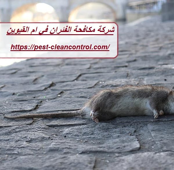 شركة مكافحة الفئران في ام القيوين