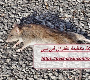 شركة مكافحة الفئران في دبي