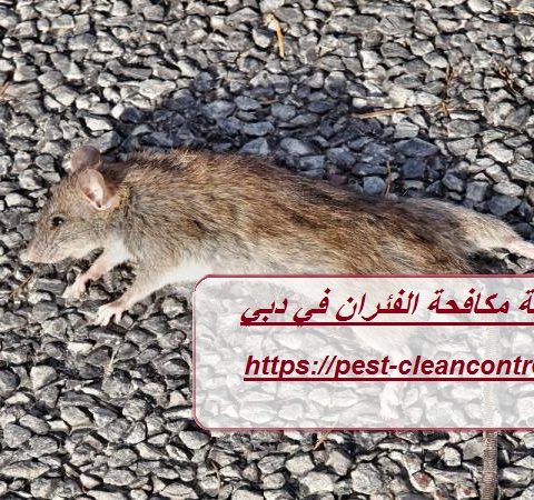 شركة مكافحة الفئران في دبي شركة مكافحة الفئران في دبي
