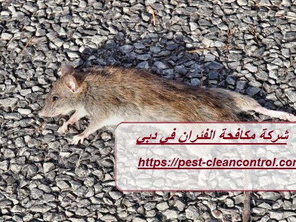 شركة مكافحة الفئران في دبي
