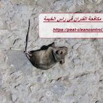 شركة مكافحة الفئران في راس الخيمة
