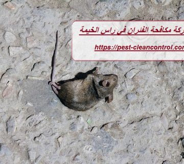 شركة مكافحة الفئران في راس الخيمة