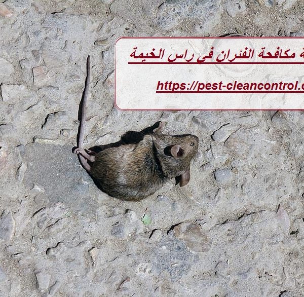 شركة مكافحة الفئران في راس الخيمة