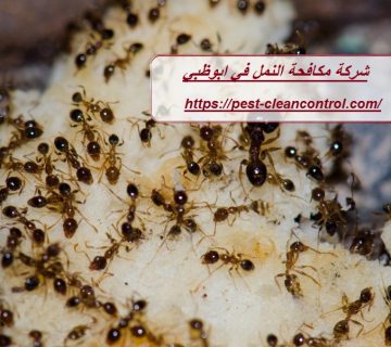 شركة مكافحة النمل في ابوظبي