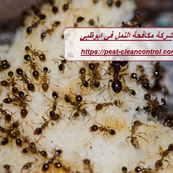 شركة مكافحة النمل في ابوظبي