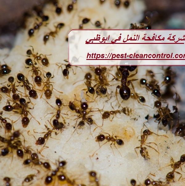 شركة مكافحة النمل في ابوظبي