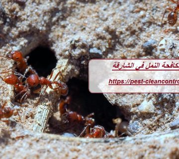 شركة مكافحة النمل في الشارقة