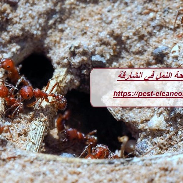 شركة مكافحة النمل في الشارقة
