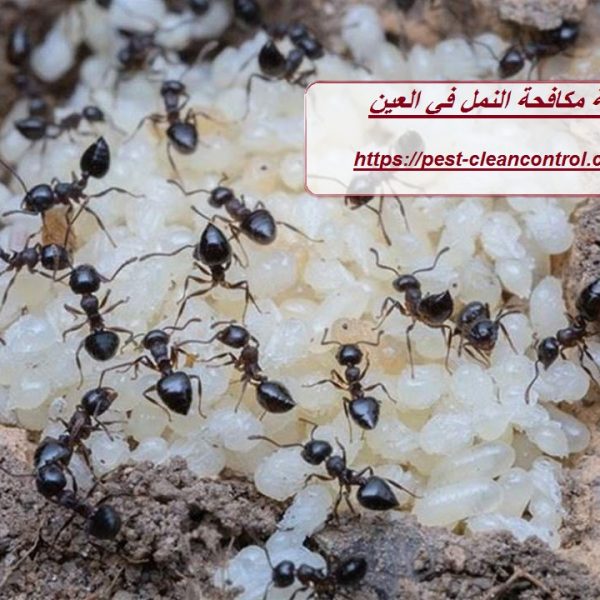 شركة مكافحة النمل في العين