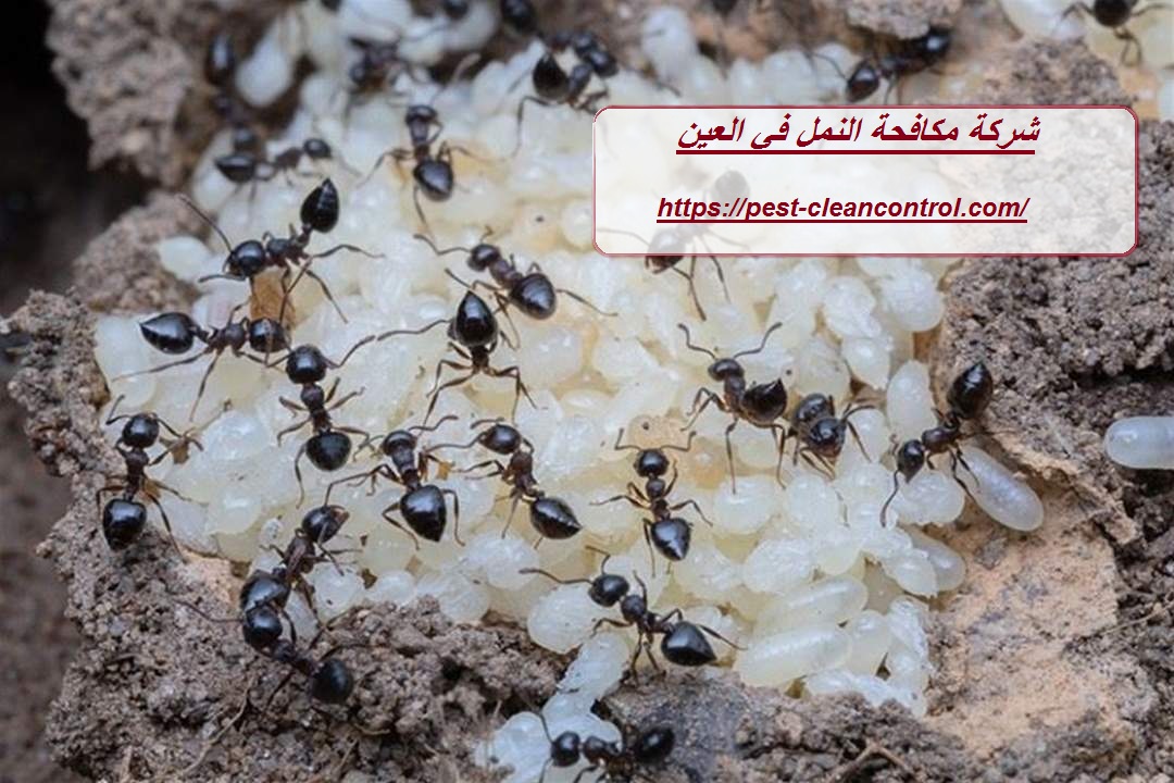 شركة مكافحة النمل في العين