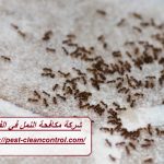 شركة مكافحة النمل في الفجيرة