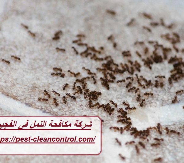 شركة مكافحة النمل في الفجيرة