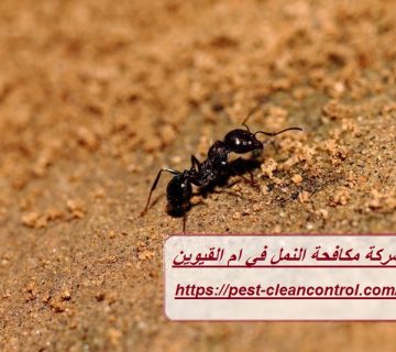 شركة مكافحة النمل في ام القيوين