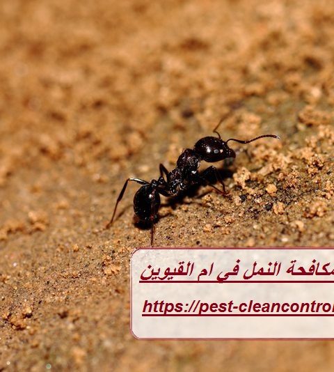 شركة مكافحة النمل في ام القيوين شركة مكافحة النمل في ام القيوين