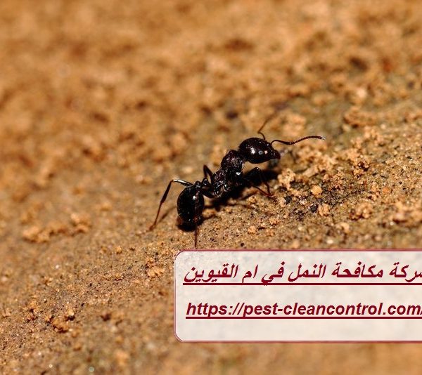 شركة مكافحة النمل في ام القيوين
