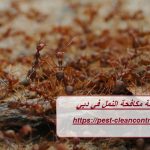 شركة مكافحة النمل في دبي