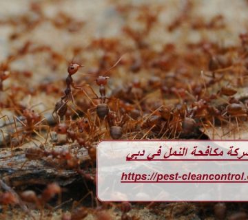 شركة مكافحة النمل في دبي