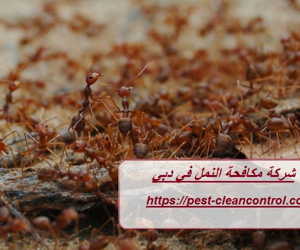 شركة مكافحة النمل في دبي شركة مكافحة النمل في دبي