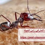 شركة مكافحة النمل في راس الخيمة