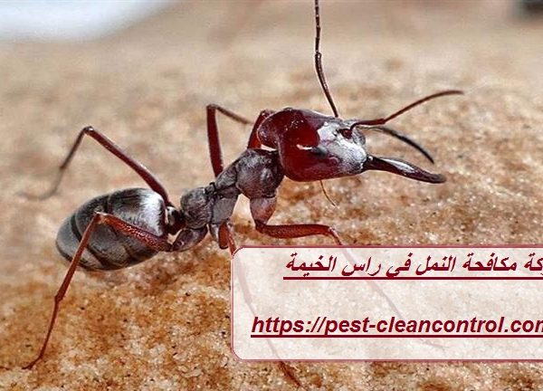 شركة مكافحة النمل في راس الخيمة