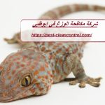 شركة مكافحة الوزغ في ابوظبي