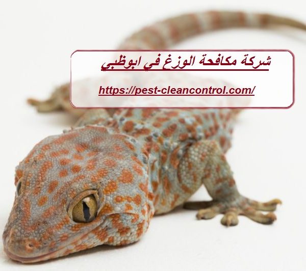 شركة مكافحة الوزغ في ابوظبي