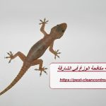 شركة مكافحة الوزغ في الشارقة