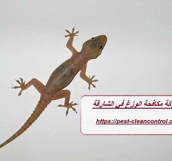 شركة مكافحة الوزغ في الشارقة