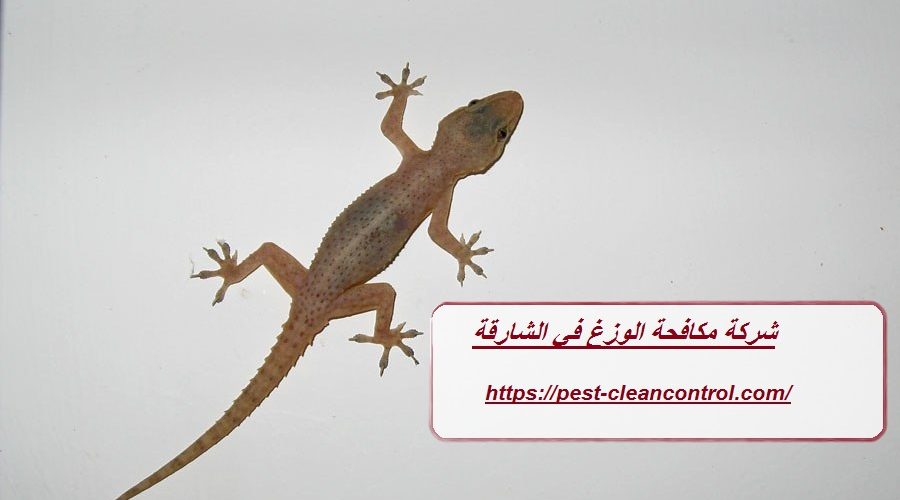 شركة مكافحة الوزغ في الشارقة