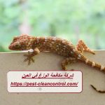 شركة مكافحة الوزغ في العين