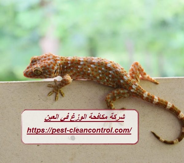 شركة مكافحة الوزغ في العين