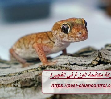 شركة مكافحة الوزغ في الفجيرة