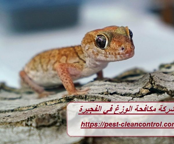 شركة مكافحة الوزغ في الفجيرة