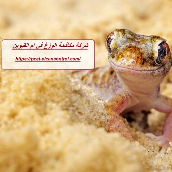 شركة مكافحة الوزغ في ام القيوين